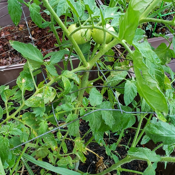 Julie R (AKA Forza) - Meet your posher - Picture 5 of 12